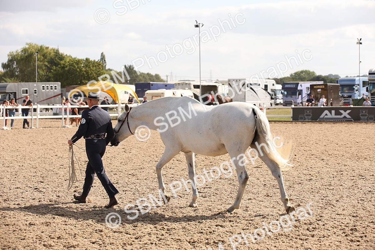 SBM_07084 - Class 25 IH Foreign Breeds- Pure bred