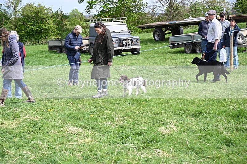 WJ6_8846 - Class 8 Best Working / Gun Dog or Bitch