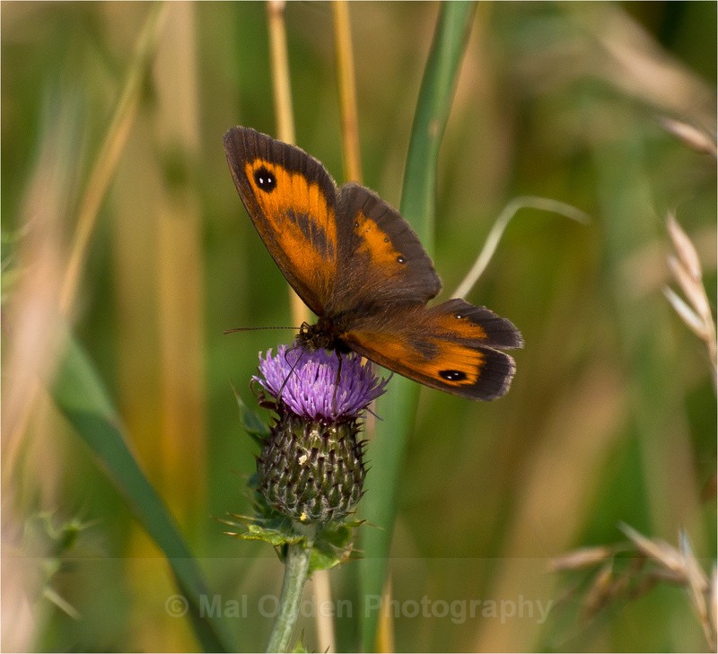 Large Heath - Flora & Fauna