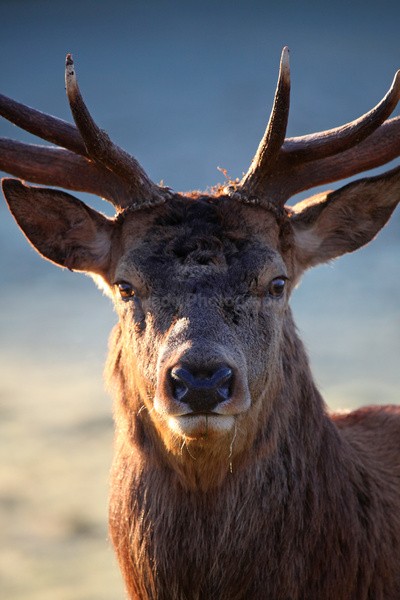 Stag _ AGTO122 - Wildlife, Mammal Photography, Great Britain