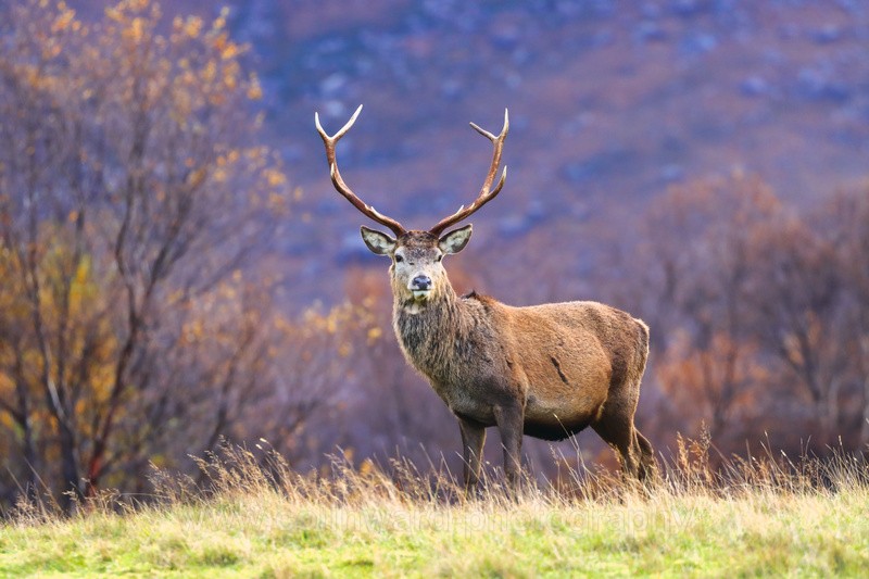 The Majestic Stag.   ref 6851 - macro and nature.