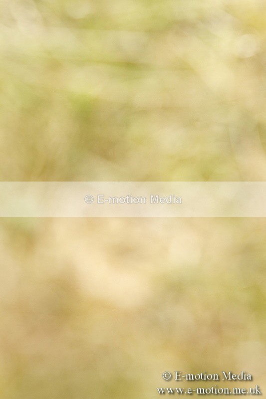 _BS_0903 - BVRC Show 2018 Ring 3