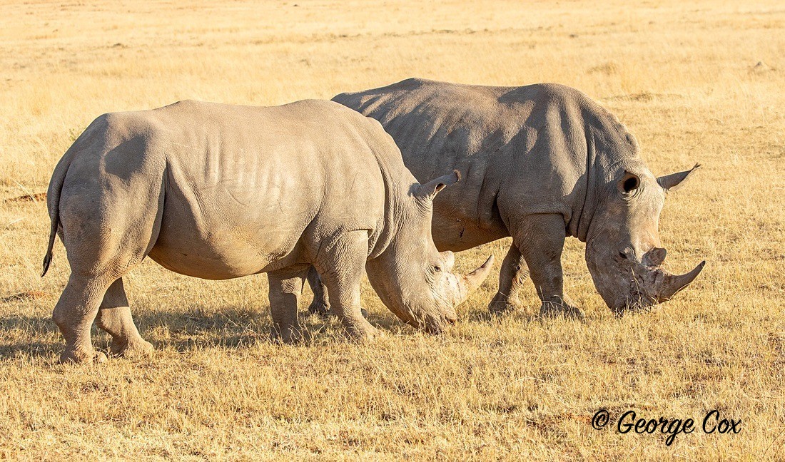 Rhinos - South Africa - Limpopo