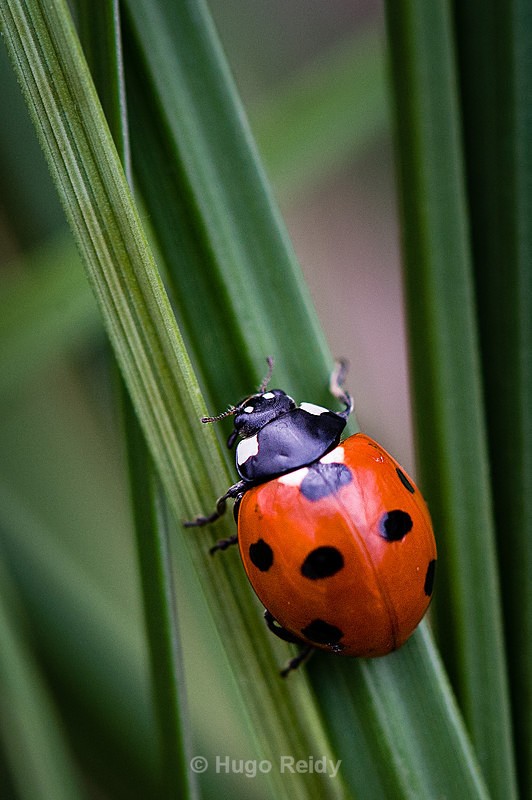  - Macro