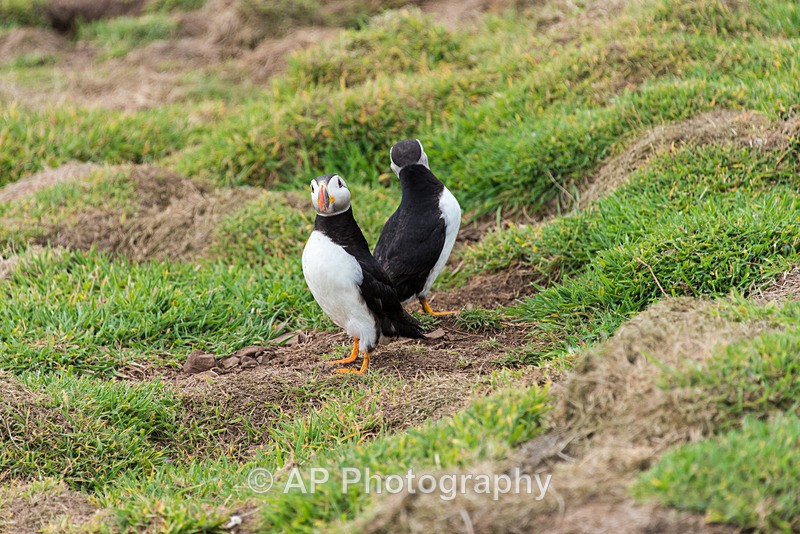 ACP_9776-1 - Puffins on Skomer Island