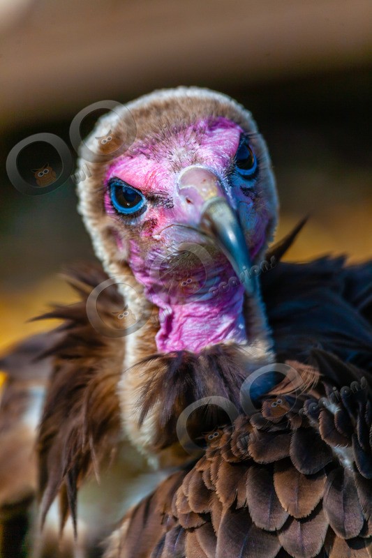 hooded vulture Necrosyrtes monachus-229 - BoP from around the world