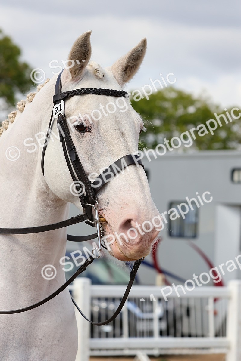 SBM_13543 - Class 212 - Ridden Hunter  - Large