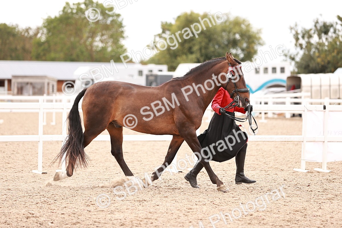 SBM_16896 - Class 415 - Horse-Pony Judge would most like to take home
