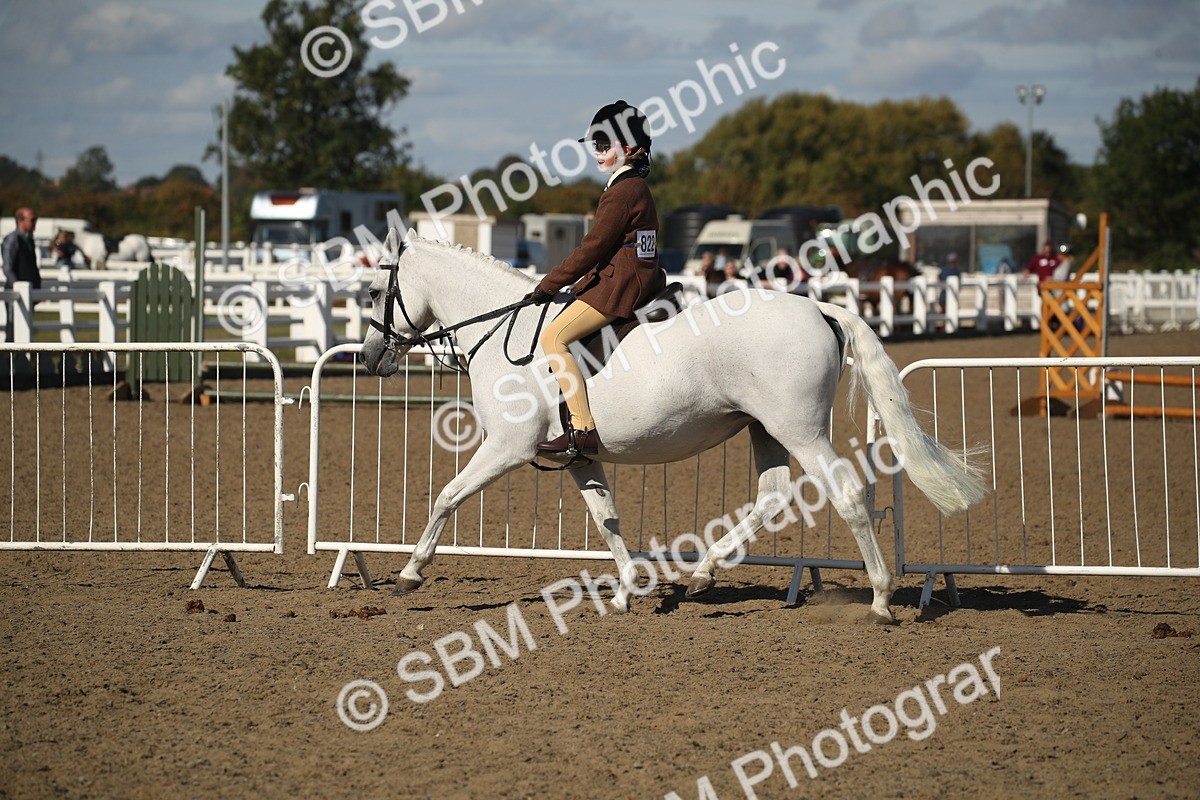 SBM_12760 - Class 504b - Junior Working Veteran - 40cm (20+)