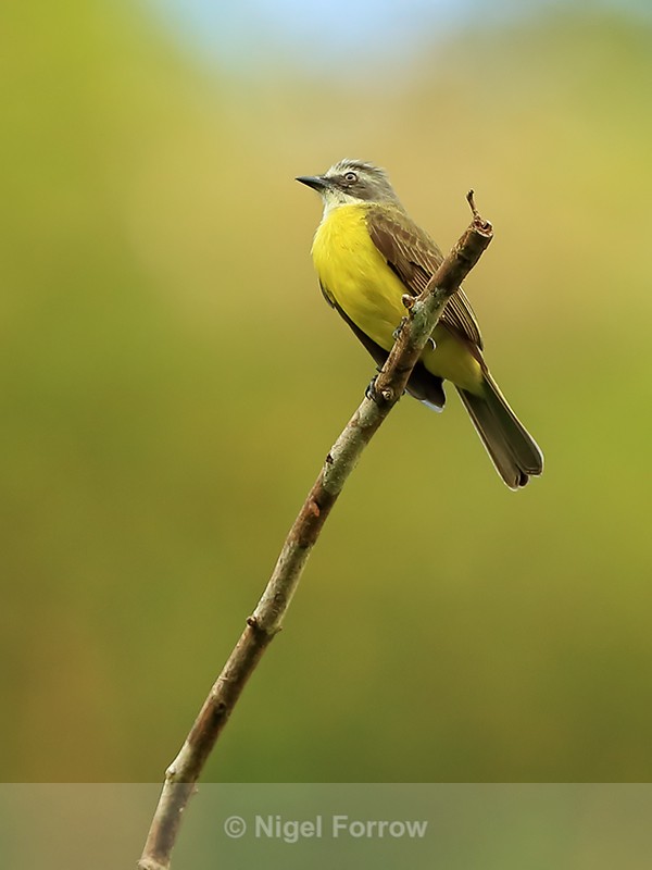 Grey-capped Flycatcher, Costa Rica - Grey-capped Flycatcher