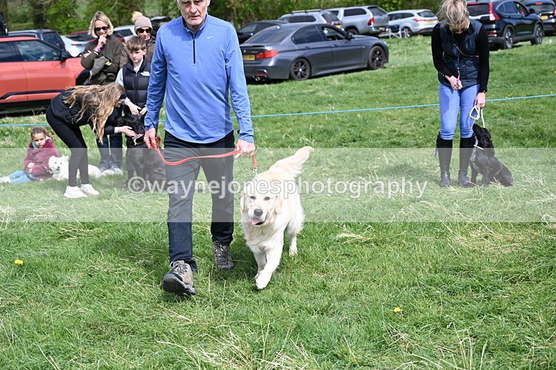 WJ6_9044 - Class 8 Best Working / Gun Dog or Bitch