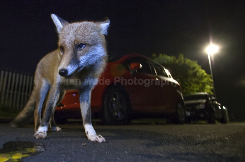 Foxes eat almost anything, including berries, worms, spiders, eggs and - Urban Foxes, Bristol, Great Britain
