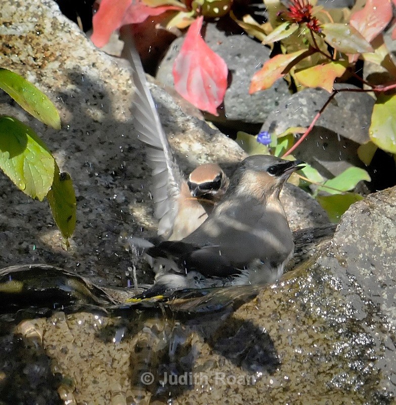 Cedar Waxwing - Backyard Bathing Birds