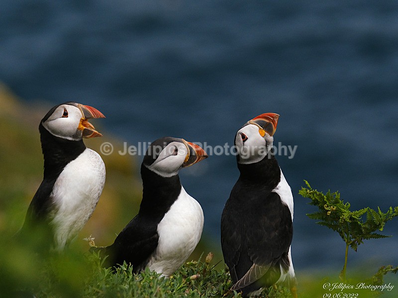  - Wildlife and Nature