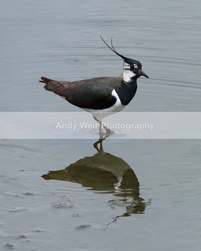 20110521-IMG_5408 - Lapwing