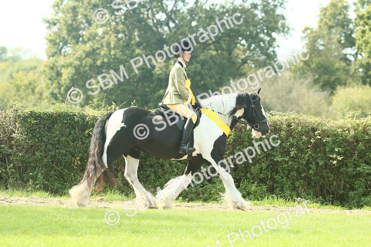 SBM_68990 - S58 - Mini Show Cob Ridden