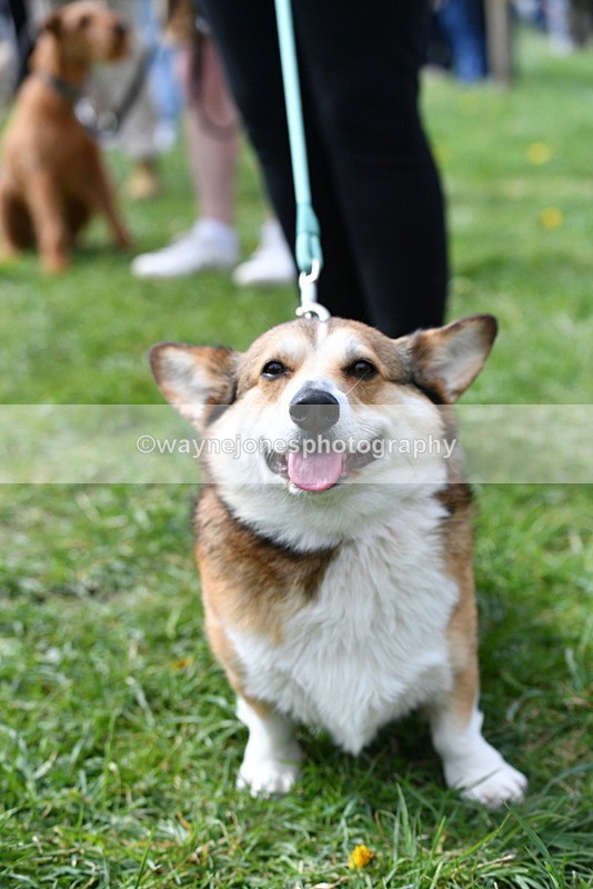 WJ5_9744 - Class 3 Most Handsome Dog