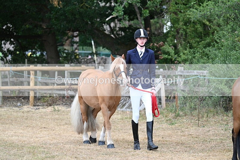 WJ7_9450 - Class 5 Most Handsome Gelding (up to 14.2hh)