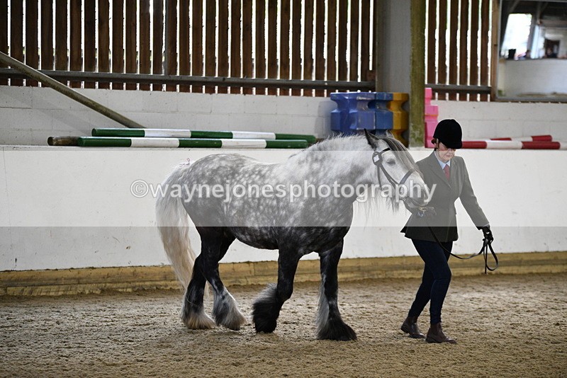 WJ5_4303 - Class 6 In hand M&M - Large Breeds