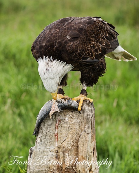 Wow June PD-20 - Birds of Prey