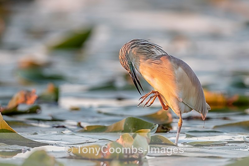 Squacco Heron - Danube Delta