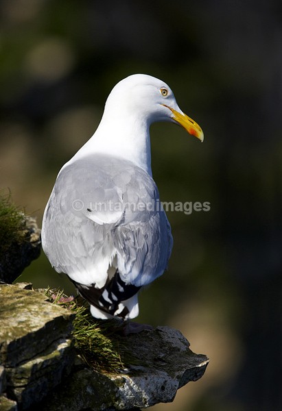 Herring Gull - United Kingdom