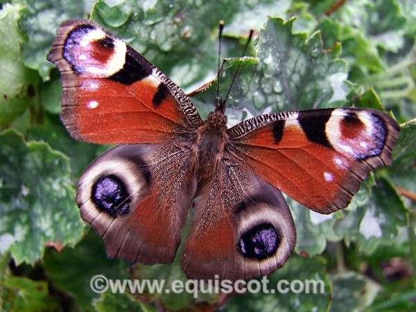  - Wildlife & Landscape