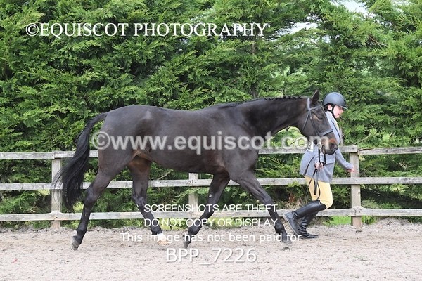 BPP_7226 - RING 1  (RIDDEN HORSES / IN HAND / VETERAN ETC)