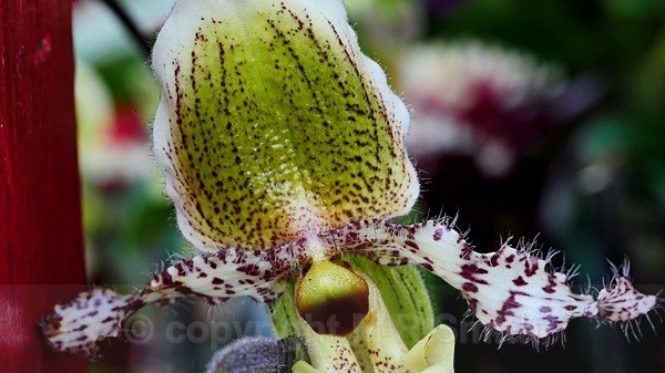 Orchid Detail - MACRO & CLOSE UPS