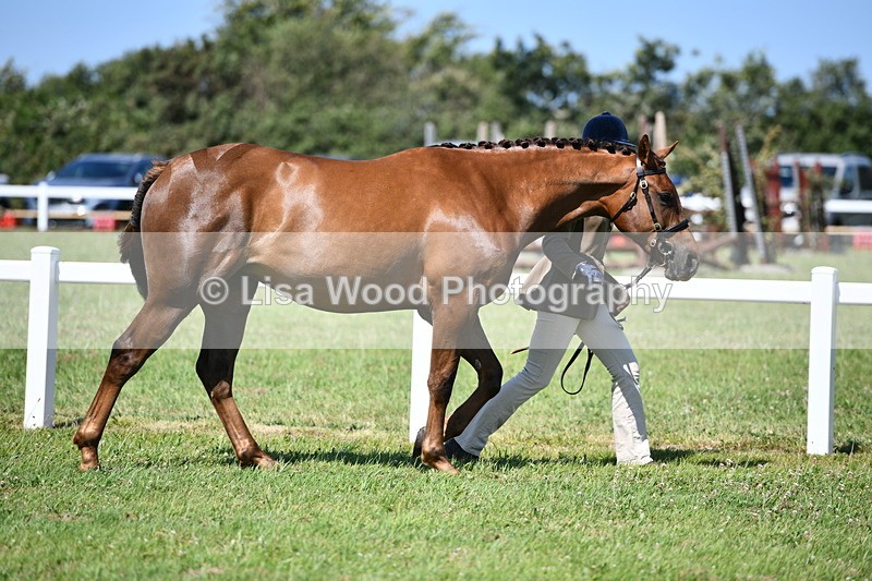 DSC_6703 - Class 57: Hunter/Riding Horse/Hack 1, 2 & 3 yr olds