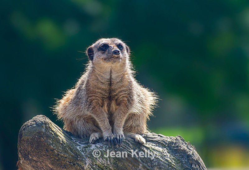 Meerkat - DSC_9584 - Meerkats