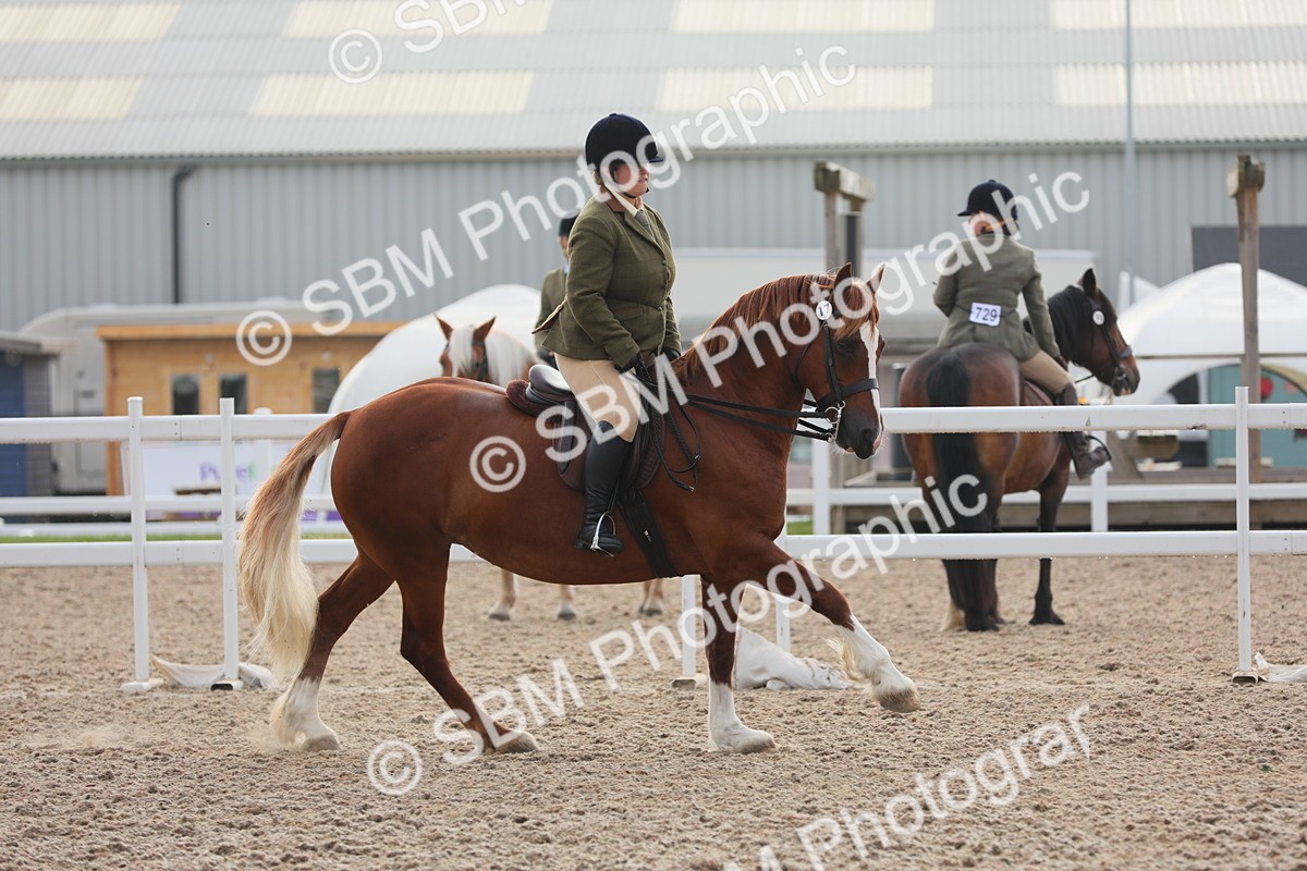 SBM_10067 - Class 302 Ridden M&M -Large Breeds