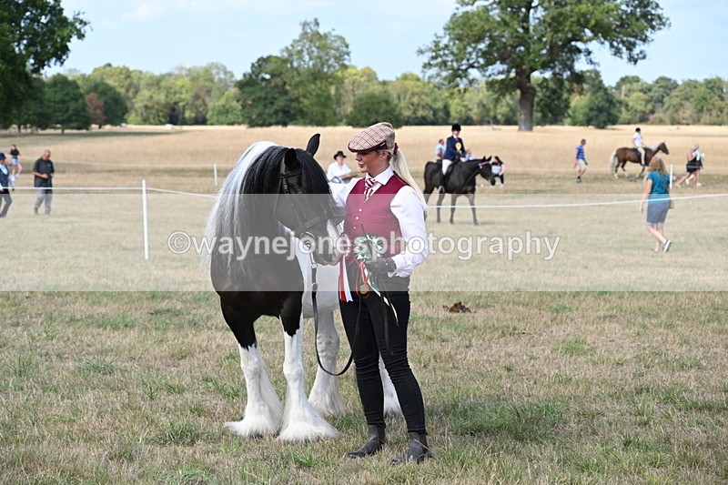 WJ6_6740 - Class 20 In-hand Cob