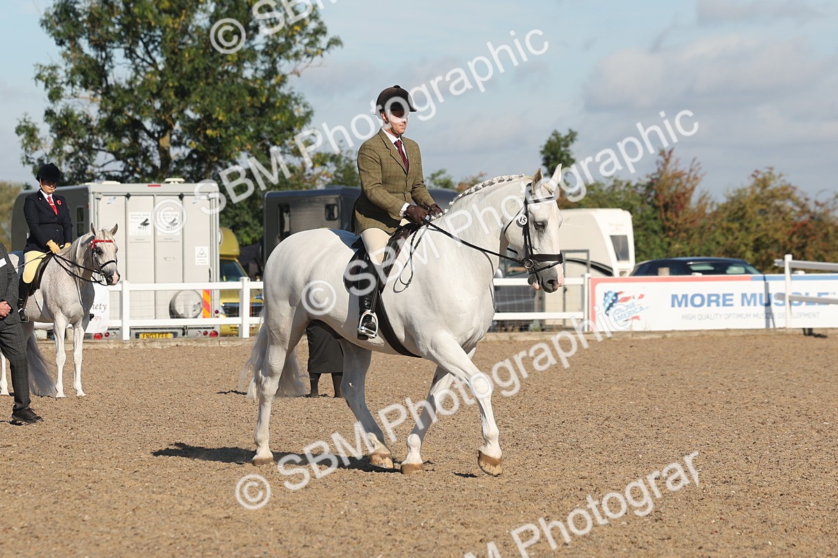 SBM_12215 - Class 303 - Ridden Pure Bred Horse Pony