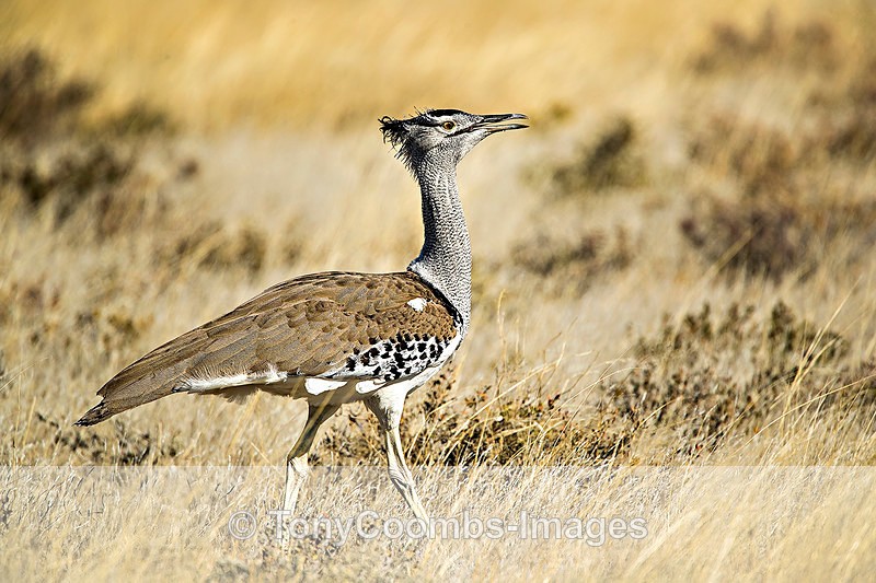 Kori Bustard - Etosha National Park ~ Birds