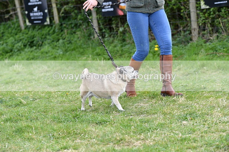 WJ5_0093 - Class 5 Best Veteran / 7 years & over