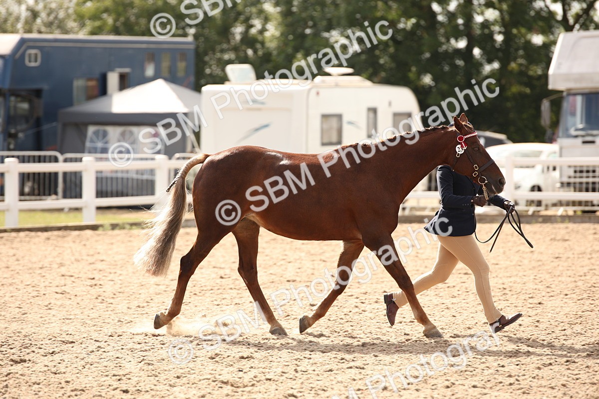SBM_08168 - Class 27 - IH Competition Horse-Pony