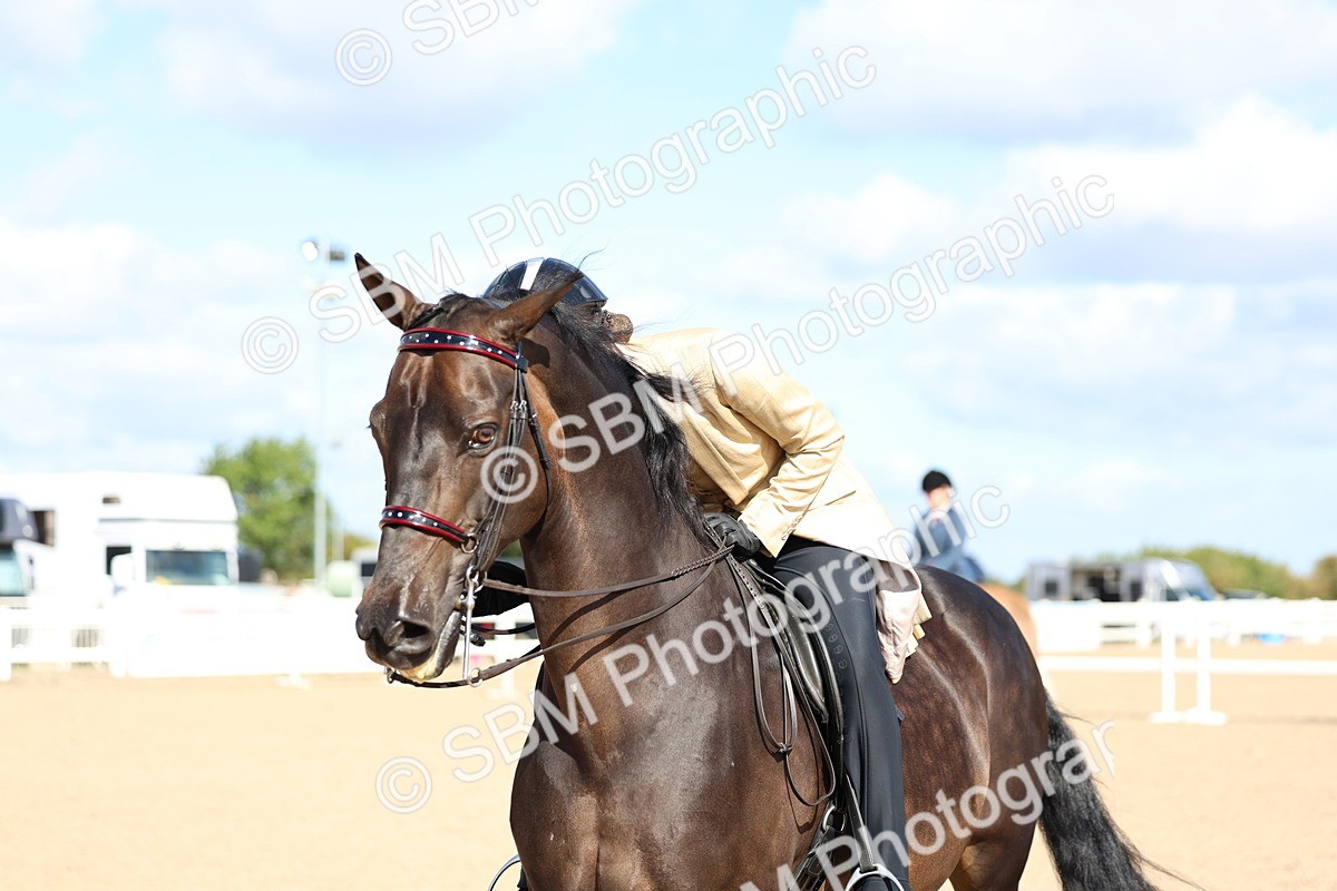 SBM_10890 - Class 305 - Ridden Foreign Breeds - Pure Bred