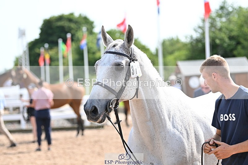 240717A-155131-03113 - Trot Up 3pm to 4pm