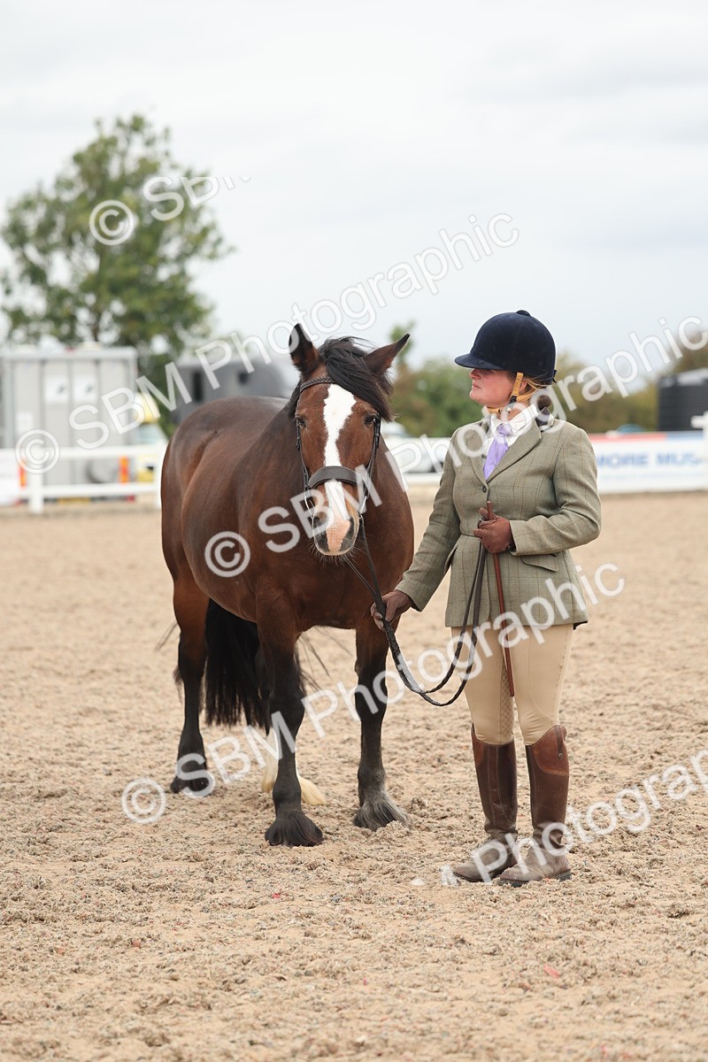 SBM_19862 - Class 318 - IH Part Bred Horse-Pony