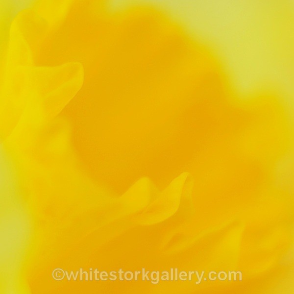 Daffodil - Up Close !