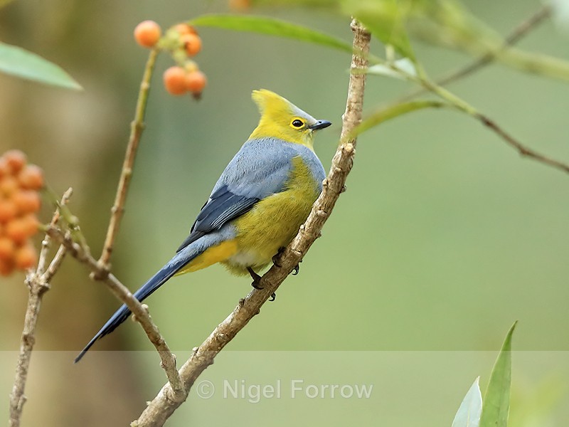 Long-tailed Silky-flycatcher (male), Costa Rica - Long-tailed Silky-flycatcher
