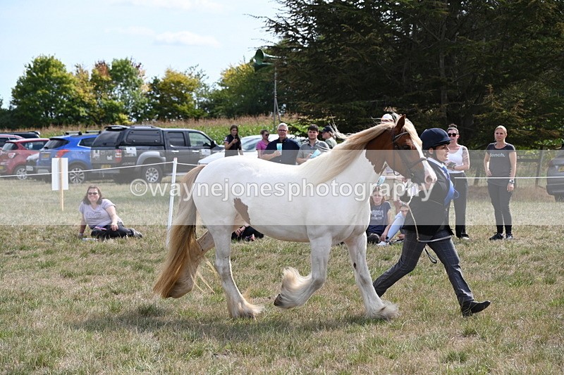 WJ6_6574 - Class 20 In-hand Cob