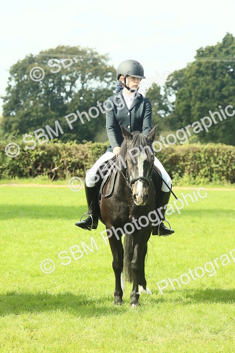 SBM_66419 - S34 - Rehabilitated Rescue Horse & Pony In Hand & Ridden