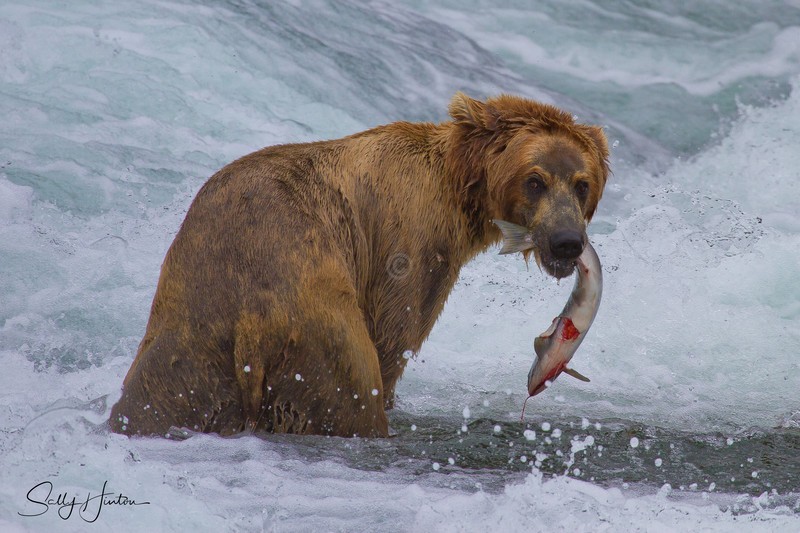 Bear with Fish 2