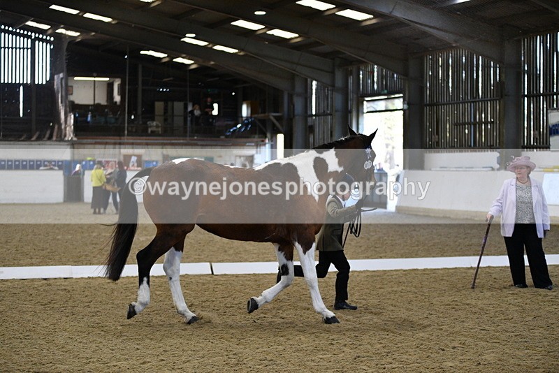 WJ5_3855 - Class 5 In Hand Veterans