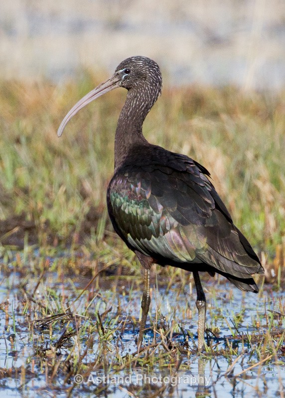 Astland Photography, Bird and Wildlife Images, Susan and Peter Wilson, U.K.