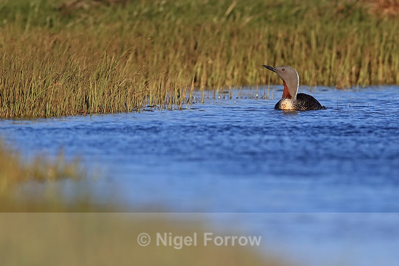 Red-throated Diver swimming on pond, Floi, Iceland - Red-throated Diver