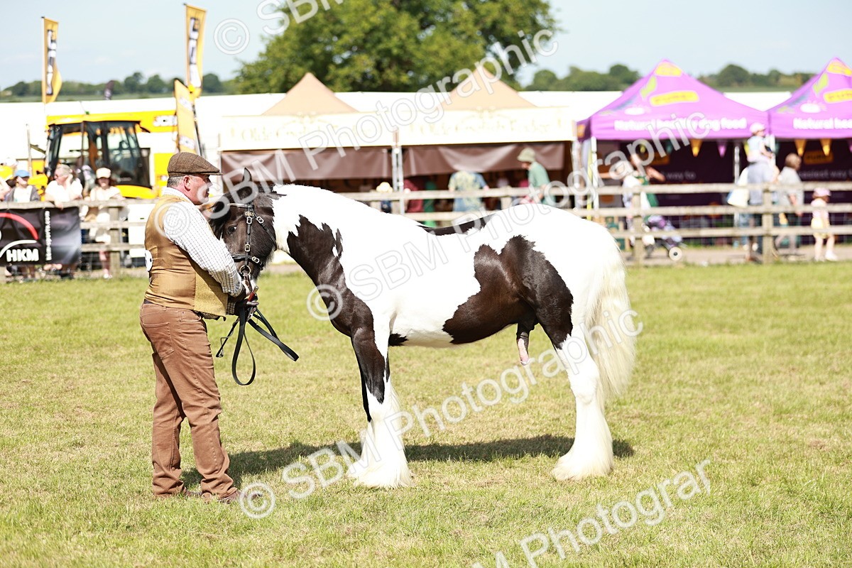 SBM_08638 - Class 63-65 - Traditional Gypsy Cobs In Hand & Ridden