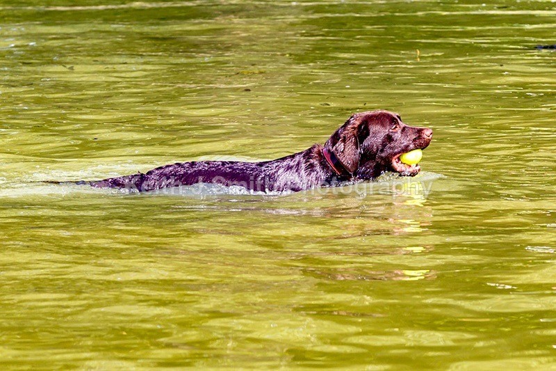 0KJS8164 - Dogs in Abington Park
